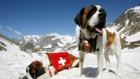 /album/galerie-photos/stbernardsuisse-jpg1/