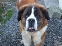 /album/galerie-de-photos-2/a402393-347481815281244-100000582858584-1403620-567488949-n-jpg/