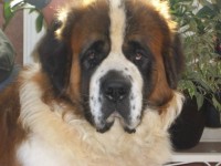 /album/galerie-de-photos-2/a407583-347482671947825-100000582858584-1403624-1901742582-n-jpg/