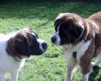 /album/galerie-de-photos-2/a63004-155458561150238-100000582858584-411069-3650367-n-jpg1/