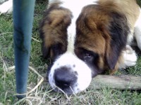 /album/galerie-de-photos-2/crim0098-jpg1/