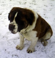 /album/galerie-de-photos-2/crim00200-jpg/